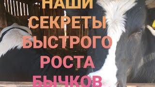 КАК ВЫРОСТИТЬ БЫКА В ГОД 500 КГ. СЕКРЕТЫ ОТКОРМА БЫЧКОВ. Fattening bulls