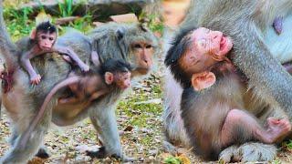 Unbelievable Story! Oldest Female Monkey Rescuing Babette from Young Mother Monkey | MONKEY Jenifer