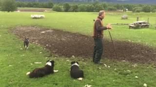 Scottish Sheepdogs in Action -  Full Demonstration