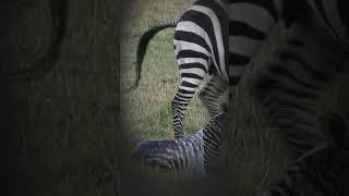 Zebra giving birth.