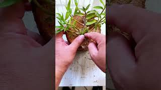 How amazing to grow orchids propagate plant fast and easy #5399