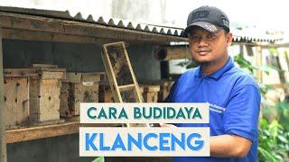 CARA BUDIDAYA KLANCENG MADU SKALA RUMAHAN