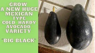 Growing A New Freeze Hardy Seedling Avocado Tree | Produces Huge Delicious Black Avocados