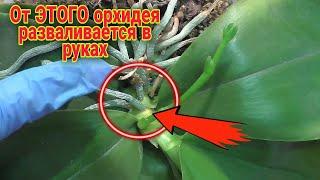 Шикарная ОРХИДЕЯ РАЗВАЛИЛАСЬ в руках