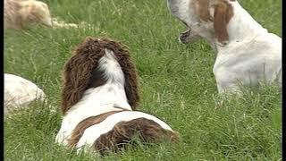 Working pointers and setters at Advie Gundogs