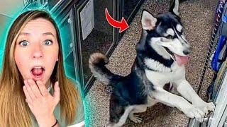 3 Animal Escapes Caught on Camera! (Extremely Adorable)