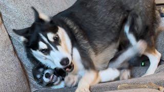 My Husky Squished the Puppy!