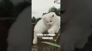 #persiancatforsale #persiancat #blueeyescat #petshop #petmarket #northeast #assampet #pets #catlove