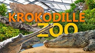 Krokodil Zoo Falster - ALLE Krokodil-Arten & mehr! | Zoo-Eindruck