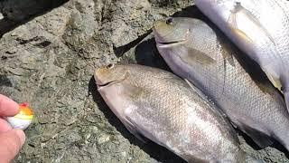 Luderick Blackfish float fishing rig off the rocks