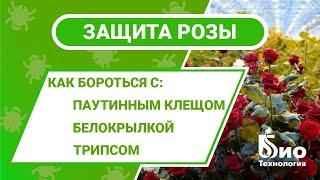 Защищаем розу от вредителей без химии. Энтомофаги от паутинного клеща, белокрылки и трипса.