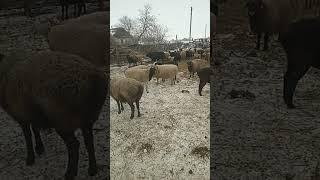 Черные или Белые?