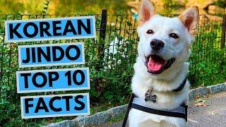 Korean Jindo - TOP 10 Interesting Facts