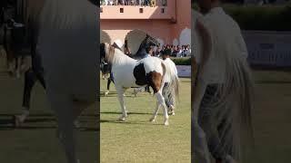 beautiful Marwari stallion {Ransi gaon horse Show }2023