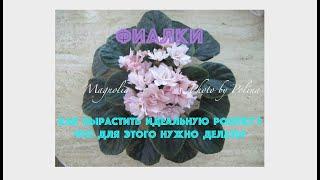 ФИАЛКИ. Как вырастить идеальную розетку? African violets. How to grow the ideal foliage?