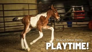 Colt Or Filly? Gender and Weight Reveal For Our BRAND NEW FOAL!