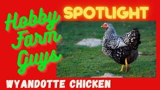 HFG Farm Animal Spotlight: Wyandotte Chicken