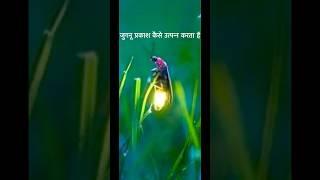 जुगनू ।Jugnu how to glow | when and where find lightingbugs #jugnu #lightingbugs#nature