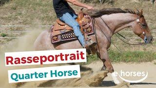 Das Quarter Horse im Rasseportrait