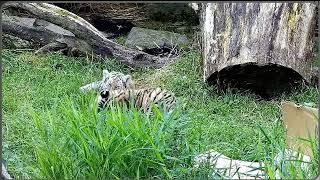 Amur tiger cubs playing in the grass at Nordens Ark