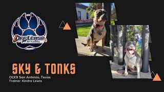 "Sky" & "Tonks" | Reactive Duo | Amazing Obedience |