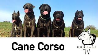 The Cane Corso dog breed - DogCast TV S01E02