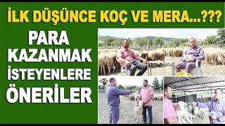 Küçükbaş Hayvancılıkta Para Kazanmak İçin Koç ve Mera Ne Kadar Önemli? / Adakçı Baba Ankara Kazan
