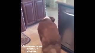 Собака танцует под музыку мем dancing dog meme #shorts