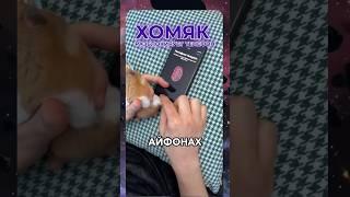 Айфон можно разблокировать с помощью хомяка #новости #техноновости #айфон