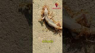 How Do Ants Lift 50X Their Body Weight! #wildlife #facts #shorts