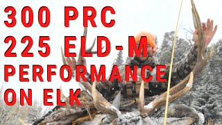 300 PRC PERFORMANCE ON ELK | HORNADY ELD-M