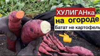  ХУЛИГАНка на всю усадьбу//Копаем Батат