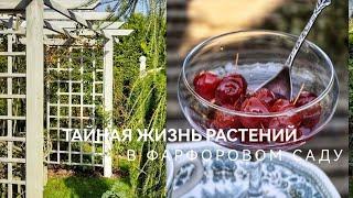 О чем говорят розы в октябре