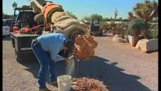How To Transplant A Saguaro Cactus