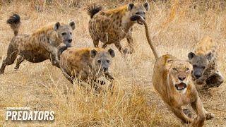 Apex Predators Battle for Prey | Lions & Hyenas