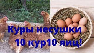 Куры несушки молодки Ломан Браун. 10 кур несут 10 яиц!!!