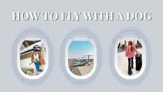 How To Fly With A Dog | Pet In-Cabin | Dog Travel