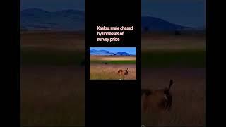 kaskaz male lions chased by lioness of survey .