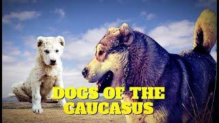 Dogs of the Caucasus - Caucasian Volkodav