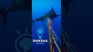 How Fishermen Hunt Blue Marlin Fish With Fishing Spear? By Shiksha SQUARE