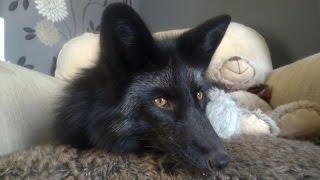 Fox Training