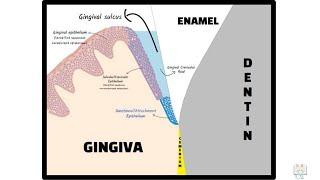 Junctional Epithelium (Dentogingival Junction)