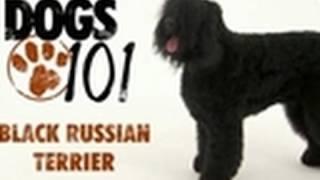 Dogs 101 - Black Russian Terrier