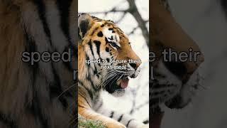Siberian Tigers: Kings of the Snowy Wilderness