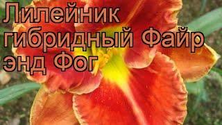 Лилейник гибридный Файр энд Фог (hemerocallis)  обзор: как сажать, рассада лилейника Файр энд Фог