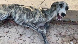 Starved Dog Cries When Rescuer Arrives: Heartwarming Animal Rescue Story