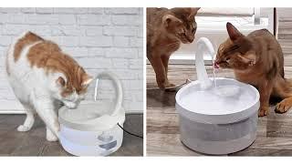 LED Pet Fountain With Triple-Filter Protection