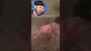 FUNNY Confused ANIMALS #Shorts