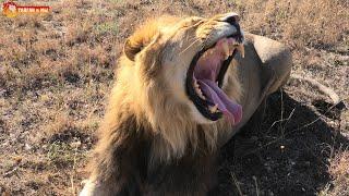 Зевота, зевота, перейди на ... подставляем имя  Львы. Тайган. Архив. Lions life in Taigan.