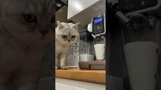 Смешные коты - Майя  #смешныекоты #кошка #капучино